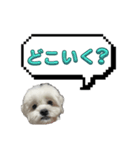 ちゃぴってみよう。つー（個別スタンプ：35）