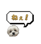ちゃぴってみよう。つー（個別スタンプ：36）