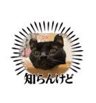 黒猫 ノアルのスタンプ（個別スタンプ：1）