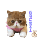 ねこの大五郎2（個別スタンプ：2）