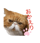 ねこの大五郎2（個別スタンプ：5）
