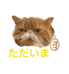ねこの大五郎2（個別スタンプ：6）