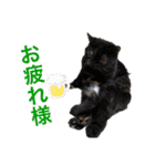 ねこの大五郎2（個別スタンプ：7）