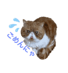 ねこの大五郎2（個別スタンプ：10）