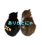 ねこの大五郎2（個別スタンプ：11）