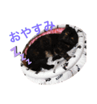 ねこの大五郎2（個別スタンプ：13）
