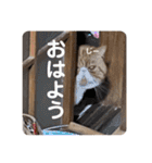 ねこの大五郎2（個別スタンプ：15）