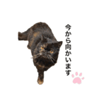 ねこの大五郎2（個別スタンプ：16）