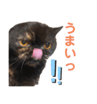ねこの大五郎2（個別スタンプ：17）