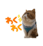 ねこの大五郎2（個別スタンプ：18）
