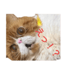 ねこの大五郎2（個別スタンプ：19）
