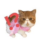 ねこの大五郎2（個別スタンプ：20）