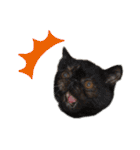 ねこの大五郎2（個別スタンプ：21）