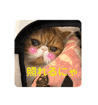 ねこの大五郎2（個別スタンプ：22）
