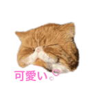 ねこの大五郎2（個別スタンプ：23）