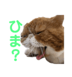 ねこの大五郎2（個別スタンプ：26）