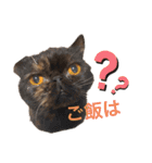 ねこの大五郎2（個別スタンプ：27）