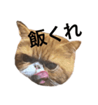ねこの大五郎2（個別スタンプ：28）