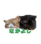 ねこの大五郎2（個別スタンプ：30）