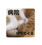 ねこの大五郎2（個別スタンプ：34）