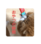 ねこの大五郎2（個別スタンプ：35）