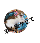 ねこの大五郎2（個別スタンプ：37）