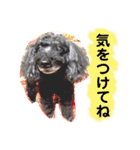 ♡ティアラ♡（個別スタンプ：10）