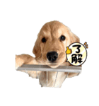 愉快なワンちゃんの日常（個別スタンプ：3）