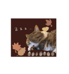 猫のれんげさんスタンプ⑥（個別スタンプ：8）