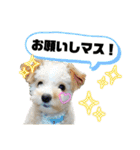 ハウルちゃんのスタンプ（個別スタンプ：9）