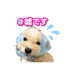 ハウルちゃんのスタンプ（個別スタンプ：21）
