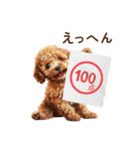 子犬トイプードルのスタンプ（個別スタンプ：38）