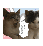 《実写版》ゆる猫の日常あいさつ 5【GO】（個別スタンプ：1）