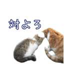 《実写版》ゆる猫の日常あいさつ 5【GO】（個別スタンプ：3）