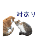 《実写版》ゆる猫の日常あいさつ 5【GO】（個別スタンプ：4）