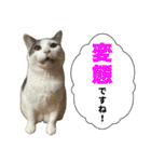 《実写版》ゆる猫の日常あいさつ 5【GO】（個別スタンプ：14）