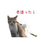 《実写版》ゆる猫の日常あいさつ 5【GO】（個別スタンプ：19）