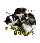 《実写版》ゆる猫の日常あいさつ 5【GO】（個別スタンプ：25）