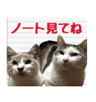 《実写版》ゆる猫の日常あいさつ 5【GO】（個別スタンプ：35）