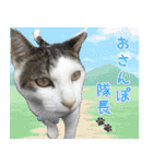 《実写版》ゆる猫の日常あいさつ 5【GO】（個別スタンプ：36）