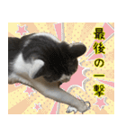 《実写版》ゆる猫の日常あいさつ 5【GO】（個別スタンプ：39）