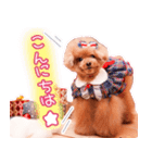 Rikkie’s 10th Birthday（個別スタンプ：3）