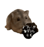 ジャンガリアンハムスターのニュートン博士（個別スタンプ：7）