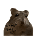 ジャンガリアンハムスターのニュートン博士（個別スタンプ：18）