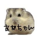 ジャンガリアンハムスターのニュートン博士（個別スタンプ：27）