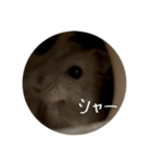 ジャンガリアンハムスターのニュートン博士（個別スタンプ：29）