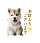 敬語を使うシベリアンハスキー犬（個別スタンプ：1）