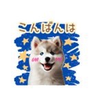 敬語を使うシベリアンハスキー犬（個別スタンプ：3）