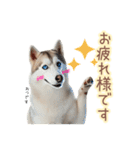 敬語を使うシベリアンハスキー犬（個別スタンプ：5）