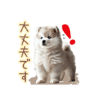 敬語を使うシベリアンハスキー犬（個別スタンプ：8）